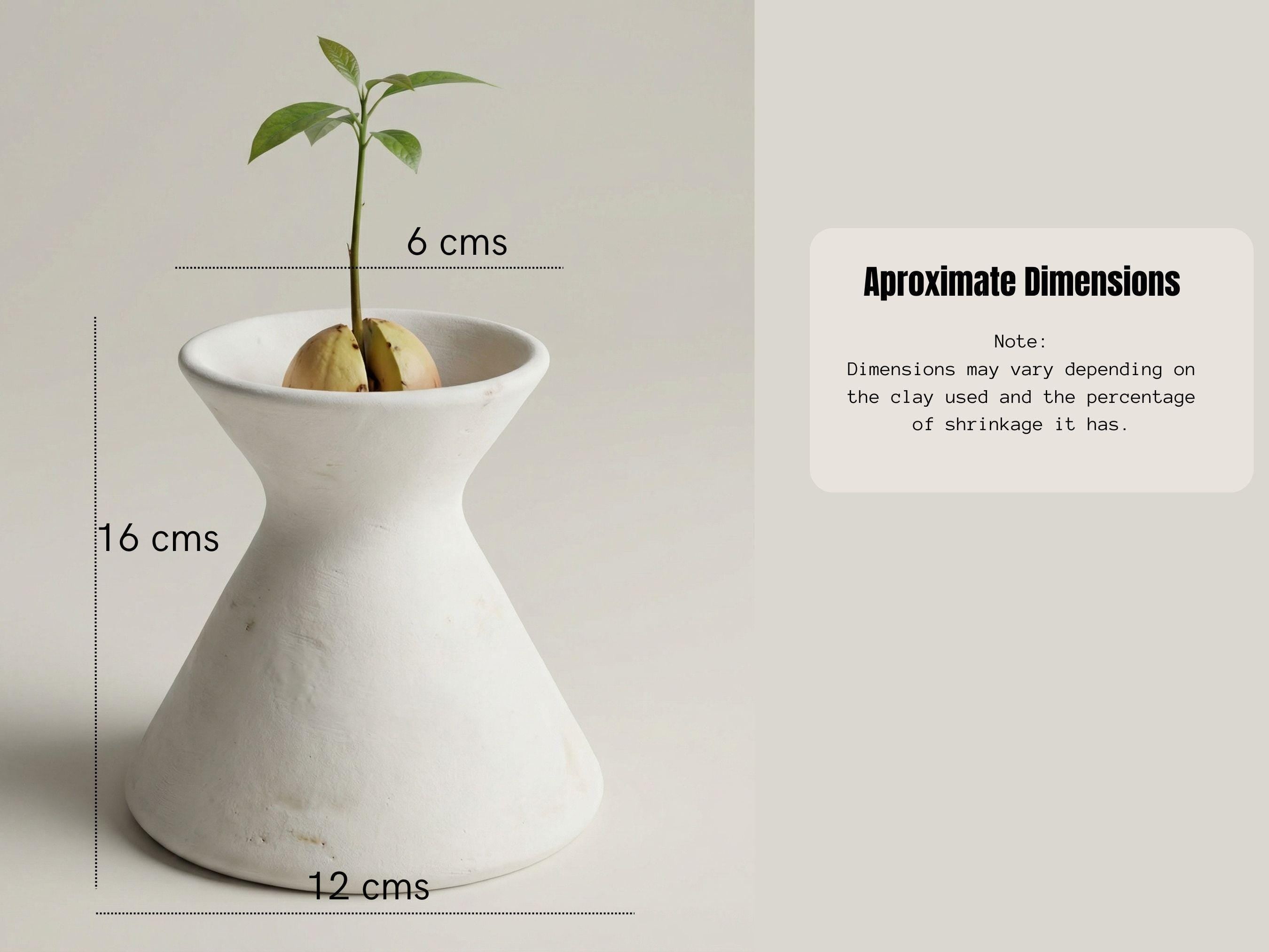 a small plant sprouting from a white ceramic vase, with dimensions provided in centimeters.
